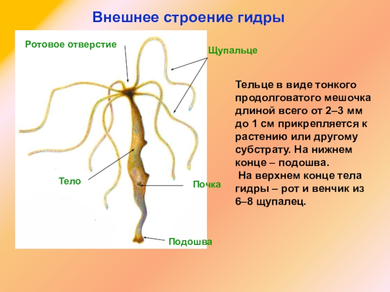 Кракен ссылка bazaonion com